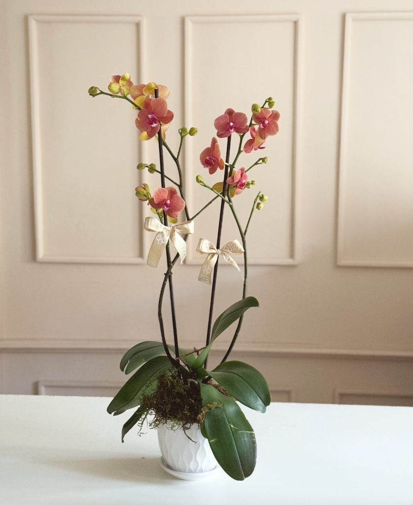 Orquidea phalaenopsis base ceramica
