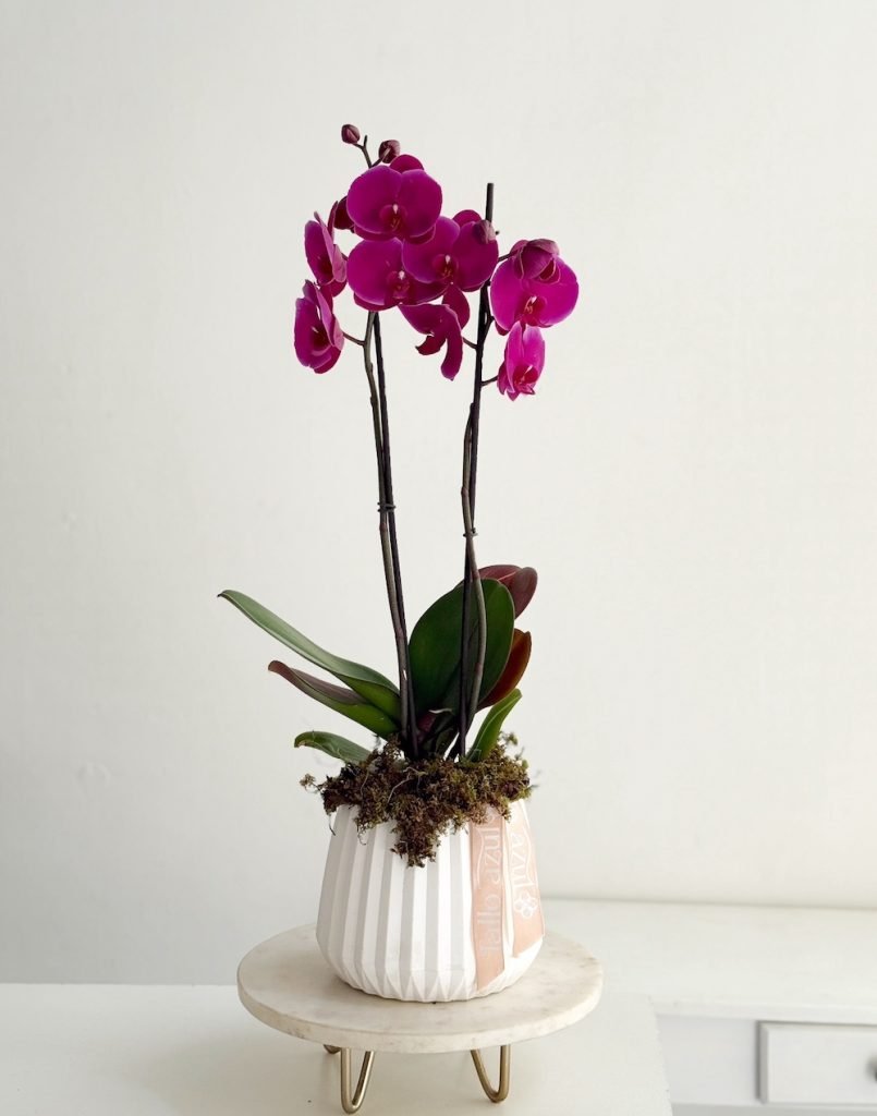 orquidea phalaenopsis base blanca