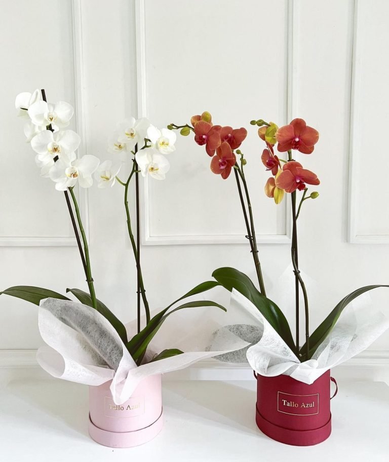 Orquidea Phaleanopsis en caja
