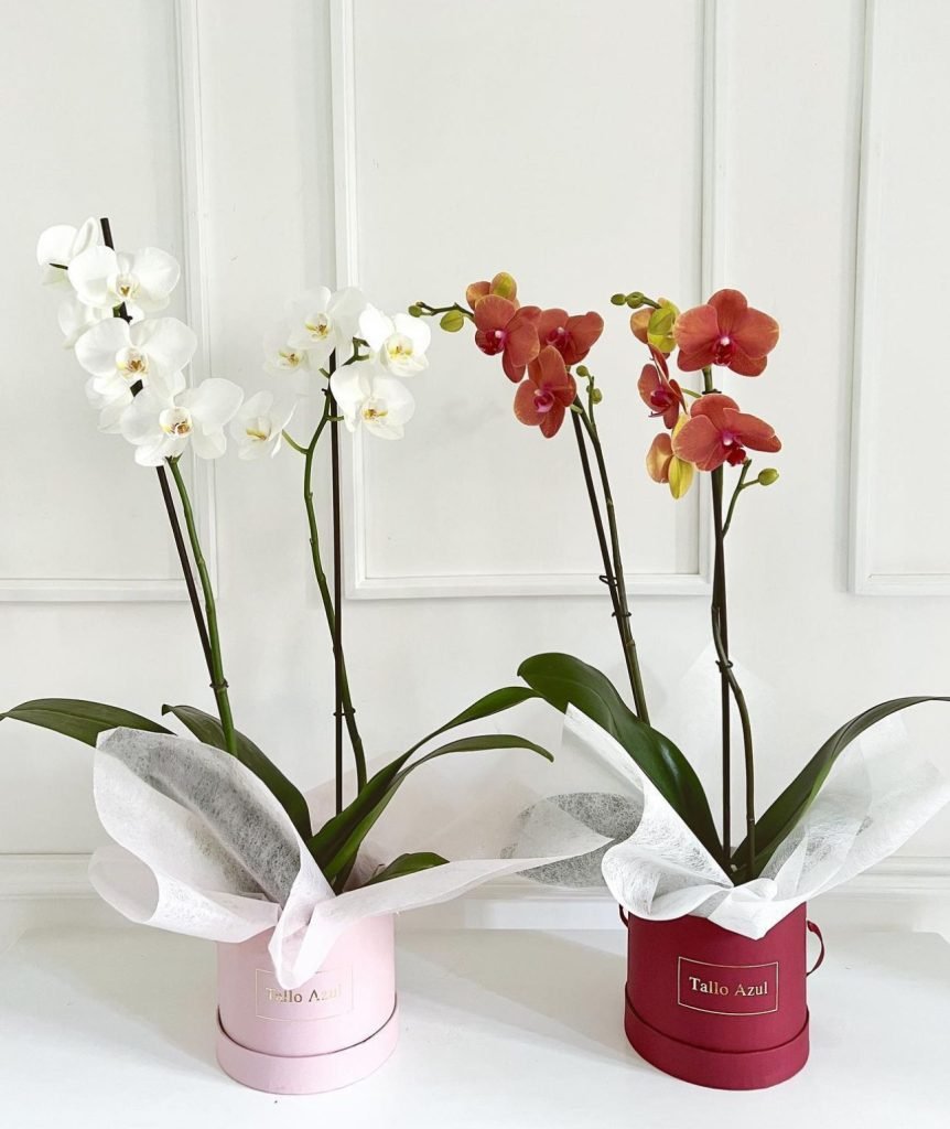 Orquidea Phaleanopsis en caja
