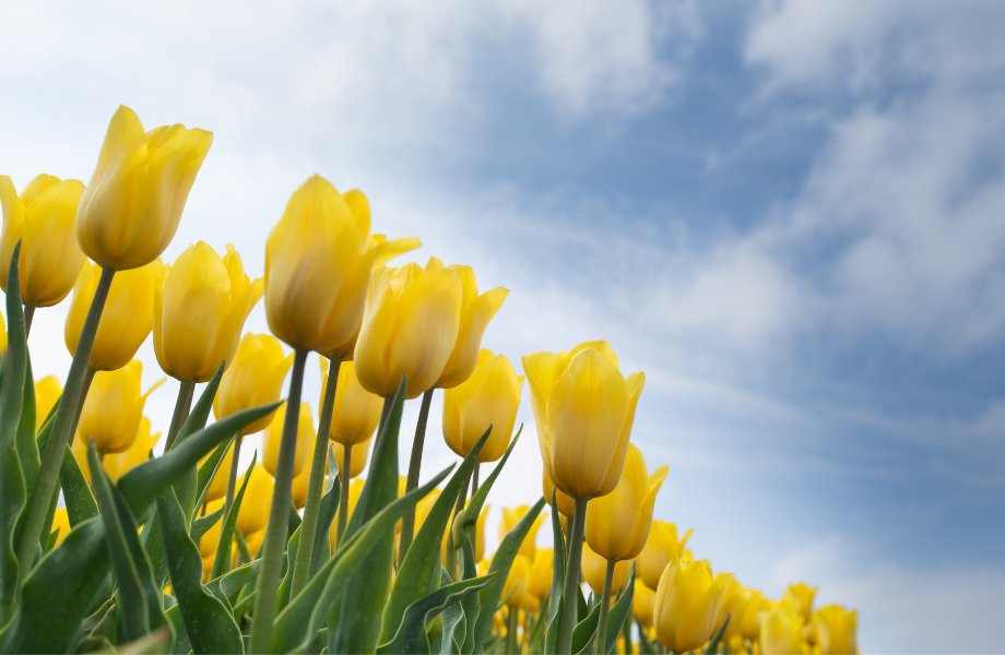 El Significado de las Flores Amarillas y su Celebración el 21 de Septiembre