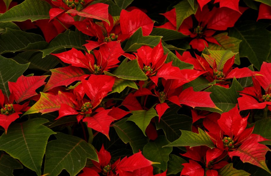 La Belleza de las Pascuas: Flores de Temporada en Navidad